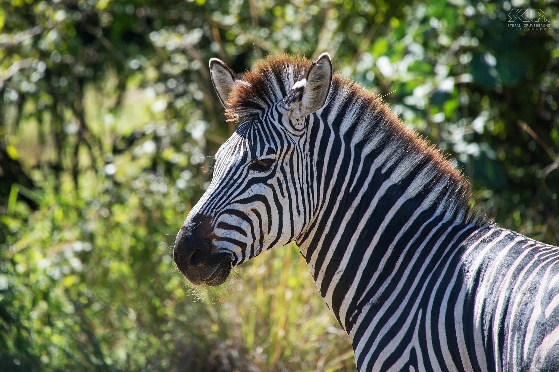 South Luangwa - Close-up zebra The Crawshay's zebra (Equus quagga crawshayi) is a subspecies of the plains zebra. It is native to eastern Zambia, southeastern Tanzania and northern Mozambique. Stefan Cruysberghs